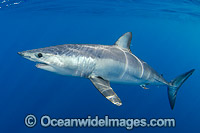 Shortfin Mako Shark Photo - Andy Murch