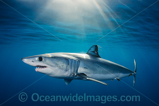 Shortfin Mako Shark Isurus oxyrinchus photo Shortfin Mako Shark Isurus oxyrinchus photo