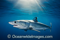 Shortfin Mako Shark Isurus oxyrinchus Photo - Andy Murch
