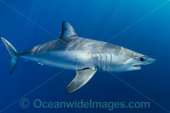 Shortfin Mako Shark Isurus oxyrinchus photo Shortfin Mako Shark Isurus oxyrinchus photo