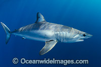 Shortfin Mako Shark Isurus oxyrinchus Photo - Andy Murch