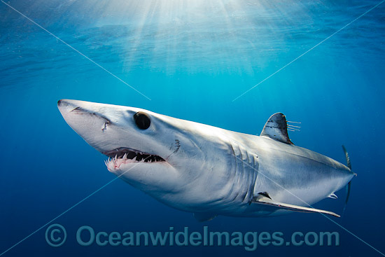 Shortfin Mako Shark photo Shortfin Mako Shark photo