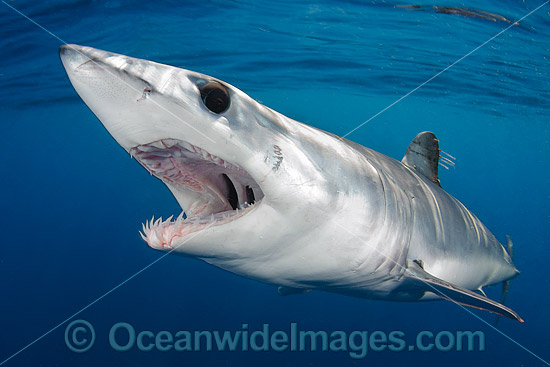 Shortfin Mako Shark Isurus oxyrinchus photo
