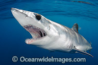 Shortfin Mako Shark Isurus oxyrinchus Photo - Andy Murch