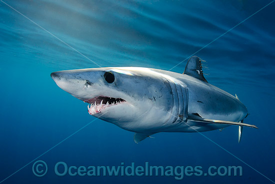Shortfin Mako Shark photo