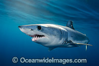Shortfin Mako Shark Photo - Andy Murch