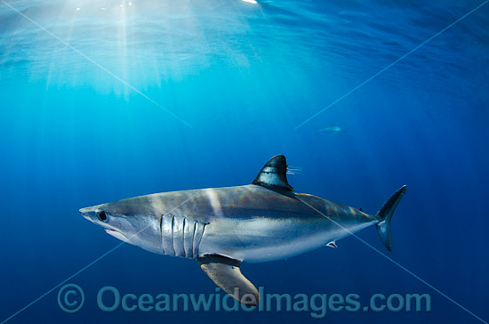 Shortfin Mako Shark Isurus oxyrinchus photo Shortfin Mako Shark Isurus oxyrinchus photo