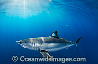 Shortfin Mako Shark Isurus oxyrinchus Photo - Andy Murch