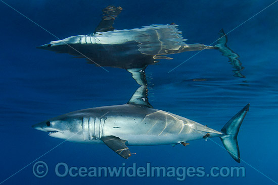 Shortfin Mako Shark photo