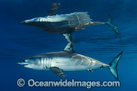 Shortfin Mako Shark Photo - Andy Murch