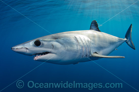 Shortfin Mako Shark Isurus oxyrinchus photo Shortfin Mako Shark Isurus oxyrinchus photo
