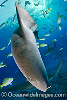 Nurse Shark Bahamas Photo - Andy Murch