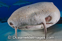 Nurse Shark Caribbean Photo - Andy Murch