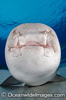 Nurse Shark fish Tales Photo - Andy Murch