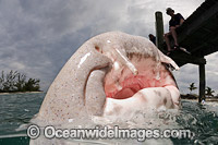 Nurse Shark hunting Photo - Andy Murch