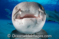 Nurse Shark Grand Bahama Bank Photo - Andy Murch