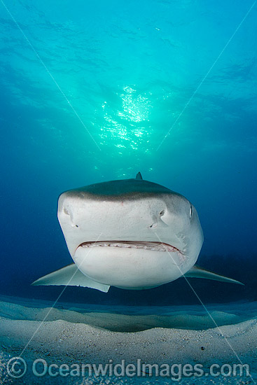Tiger Shark Caribbean photo Tiger Shark Caribbean photo