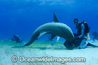 Diver feeding Tiger Shark Photo - Andy Murch