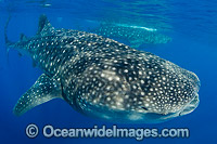 Whale Shark Caribbean Photo - Andy Murch