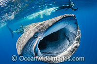 Whale Shark Caribbean Photo - Andy Murch