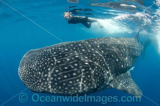 Diver and Whale Shark Caribbean photo Diver and Whale Shark Caribbean photo