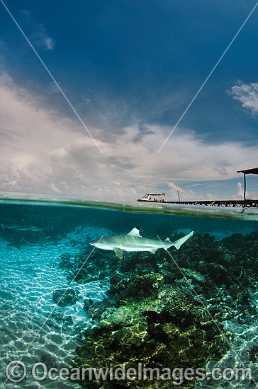 Blacktip Reef Shark Polynesia photo