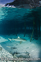 Blacktip Reef Shark Polynesia Photo - Andy Murch