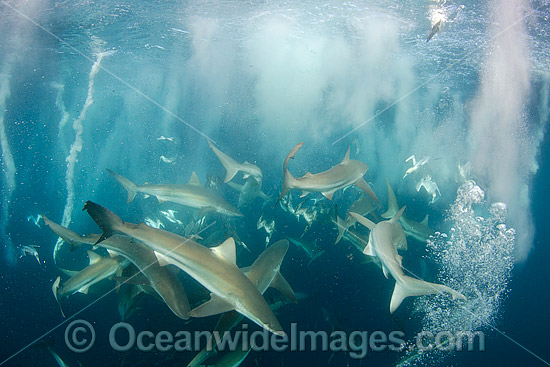 Bronze Whaler Sharks at Sardine Run photo Bronze Whaler Sharks at Sardine Run photo