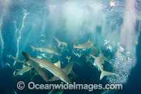 Bronze Whaler Sharks at Sardine Run Photo - Andy Murch