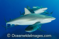Caribbean Reef Shark Bahamas Photo - Andy Murch