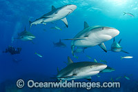 Caribbean Reef Shark Bahamas Photo - Andy Murch