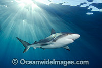 Caribbean Reef Shark Bahamas Photo - Andy Murch