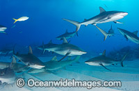 Caribbean Reef Shark Bahamas Photo - Andy Murch