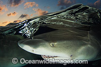 Lemon Shark Caribbean Photo - Andy Murch