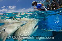 Lemon Sharks Caribbean Photo - Andy Murch