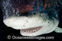Lemon Shark Tiger Beach Photo - Andy Murch