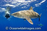Oceanic Whitetip Shark Bahamas Photo - Andy Murch