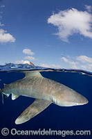 Oceanic Whitetip Shark Bahamas Photo - Andy Murch