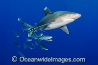 Oceanic Whitetip Shark Bahamas Photo - Andy Murch