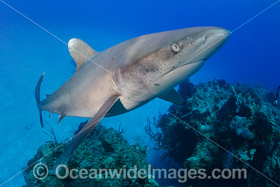 Oceanic Whitetip Shark Bahamas photo Oceanic Whitetip Shark Bahamas photo