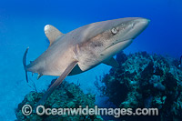 Oceanic Whitetip Shark Bahamas Photo - Andy Murch