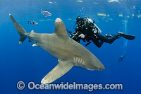 Oceanic Whitetip Shark Bahamas Photo - Andy Murch