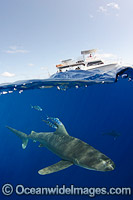 Oceanic Whitetip Shark Bahamas Photo - Andy Murch