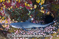 Whitetip Reef Sharks Photo - Andy Murch