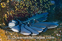 Whitetip Reef Sharks Photo - Andy Murch