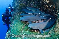 Whitetip Reef Sharks Photo - Andy Murch