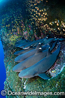 Whitetip Reef Sharks Mexico Photo - Andy Murch