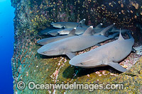 Whitetip Reef Sharks Photo - Andy Murch