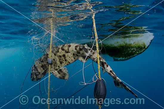 Shark caught in Gill Net photo Shark caught in Gill Net photo
