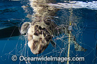 Swell Shark caught in Gill Net Photo - Andy Murch